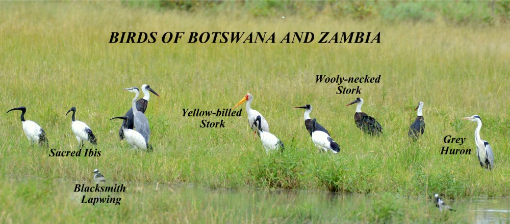 Birds Of Botswana and Zambia